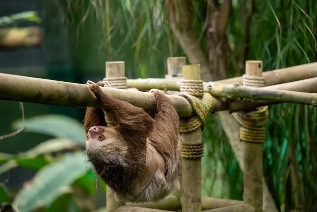 Sloth Habitat